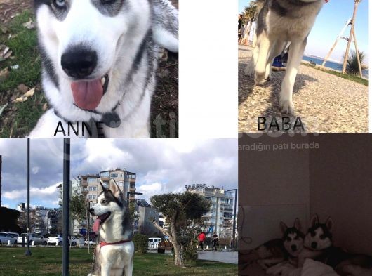 A Kali̇te Safkan Si̇bi̇rya Kurdu Husky Yavrular görsel