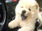 Chow Chow Yavrularimiz