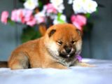 Nadir Bulunan Shiba Yavrular