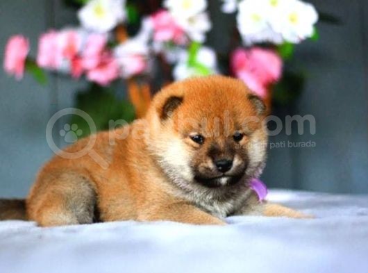 Nadir Bulunan Shiba Yavrular görsel