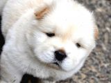 CHOW CHOW YAVRULARIMIZ