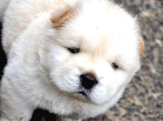 Chow Chow Yavrularimiz