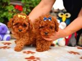 Red Brown Dişi Erkek Toy Poodle Yavrularımız