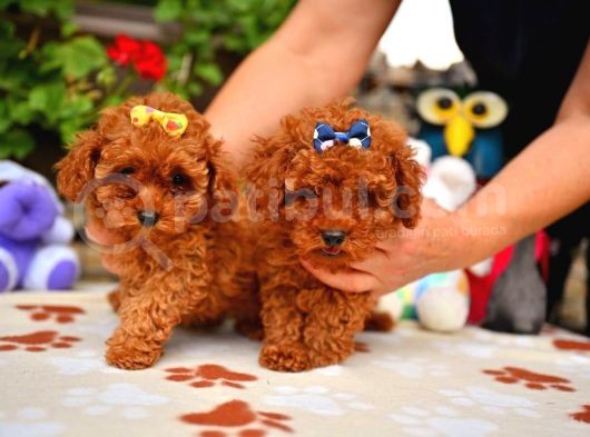 Red Brown Dişi Erkek Toy Poodle Yavrularımız görsel