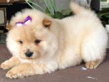 Chow Chow Yavrularimiz