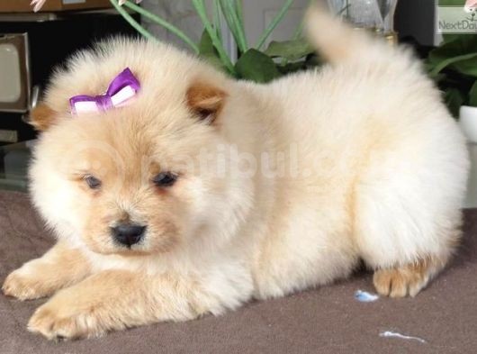 Chow Chow Yavrularimiz görsel