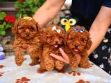 Red Brown Dişi Erkek Toy Poodle Yavrularımız