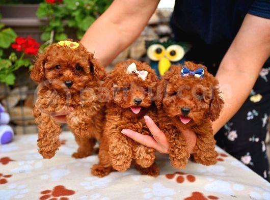 Red Brown Dişi Erkek Toy Poodle Yavrularımız görsel