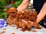 Red Brown Dişi Erkek Toy Poodle Yavrularımız
