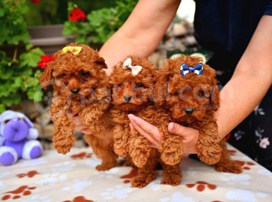 Red Brown Dişi Erkek Toy Poodle Yavrularımız