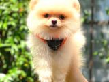Süper Kali̇te Pomerani̇an Boo Bebekleri̇mi̇z