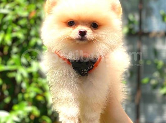 Süper Kali̇te Pomerani̇an Boo Bebekleri̇mi̇z görsel