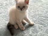 British Shorthair Lynx Point