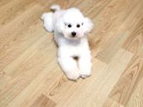 KİF FCİ A ŞECERELİ DİŞİ TOY POODLE
