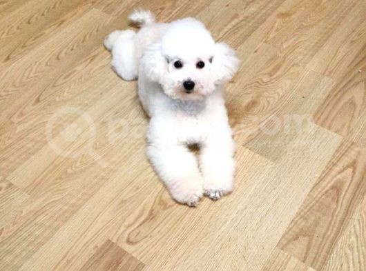 Ki̇f Fci̇ A Şecereli̇ Di̇şi̇ Toy Poodle