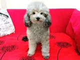 KİF FCİ A ŞECERELİ SİLVER ERKEK TOY POODLE