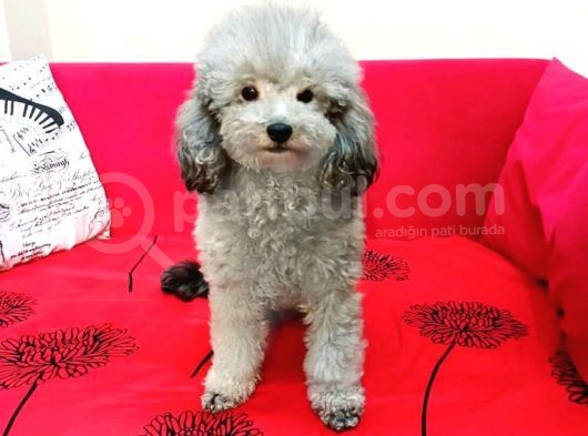 Ki̇f Fci̇ A Şecereli̇ Si̇lver Erkek Toy Poodle