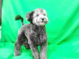 SİLVER 5 AYLIK DİŞİ TOY POODLE