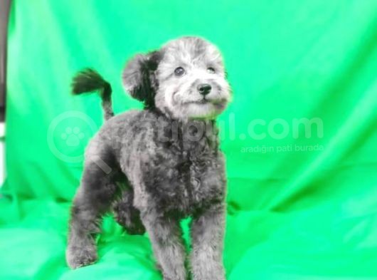Si̇lver 5 Aylik Di̇şi̇ Toy Poodle