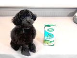 SİYAH İNCİ 5 AYLIK DİŞİ TOY POODLE