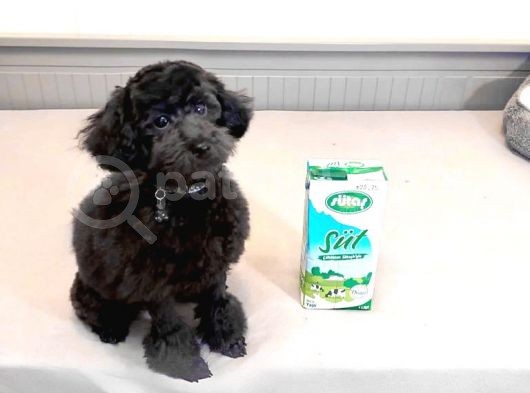 Si̇yah İnci̇ 5 Aylik Di̇şi̇ Toy Poodle