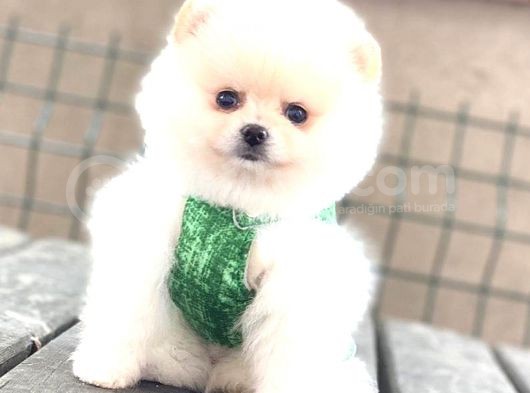 Kar Beyaz Pomerani̇an Boo Bebekleri̇mi̇z görsel