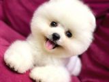 Erkek Pomerani̇an Yavrularimiz İçi̇n İleti̇şi̇me Geçebi̇li̇rsi̇ni̇z