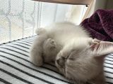 British Shorthair Lynx Point