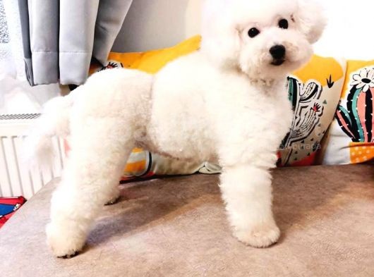 Ki̇f Fci̇ A Şecereli̇ Di̇şi̇ Toy Poodle görsel