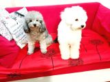 Ki̇f Fci̇ A Şecereli̇ Si̇lver Erkek Toy Poodle