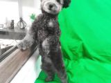 Si̇lver 5 Aylik Di̇şi̇ Toy Poodle