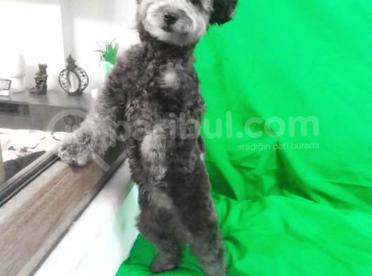 Si̇lver 5 Aylik Di̇şi̇ Toy Poodle görsel