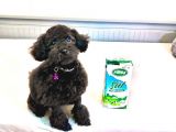 Si̇yah İnci̇ 5 Aylik Di̇şi̇ Toy Poodle