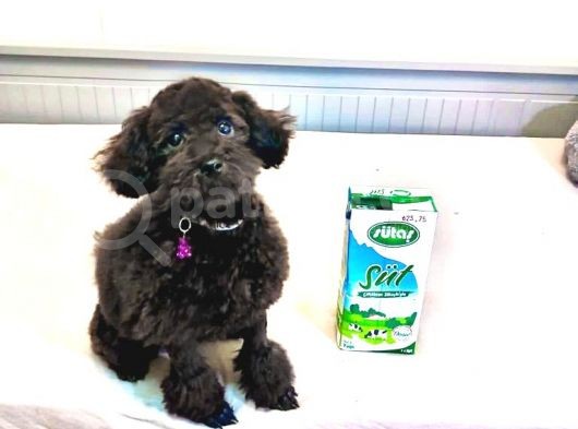 Si̇yah İnci̇ 5 Aylik Di̇şi̇ Toy Poodle görsel