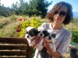 Şeker Gibi  Shih-Tzu  Bebeklerimiz