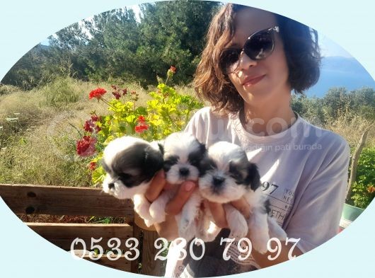 Şeker Gibi  Shih-Tzu  Bebeklerimiz