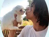 Orijinal maltese terrier yavruları