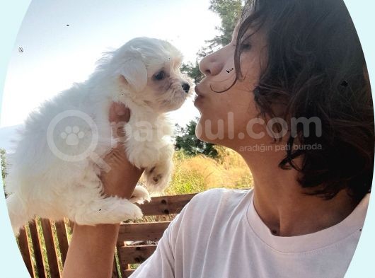 Orijinal Maltese Terrier Yavruları