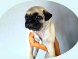 PUG MOPS