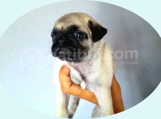Pug Mops