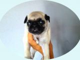 Pug Mops