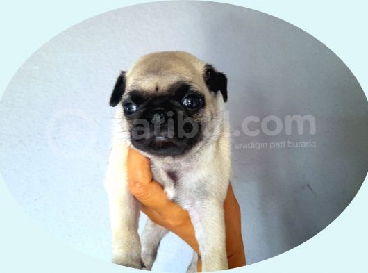 Pug Mops görsel