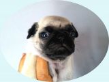 Pug Mops
