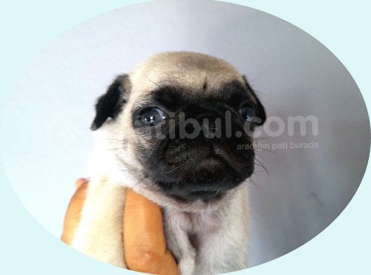 Pug Mops görsel