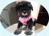 Minyatür Schnauzer Yavrularımız