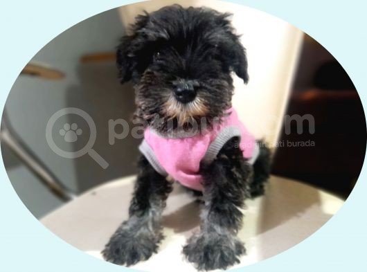 Minyatür Schnauzer Yavrularımız görsel