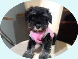 Minyatür Schnauzer Yavrularımız
