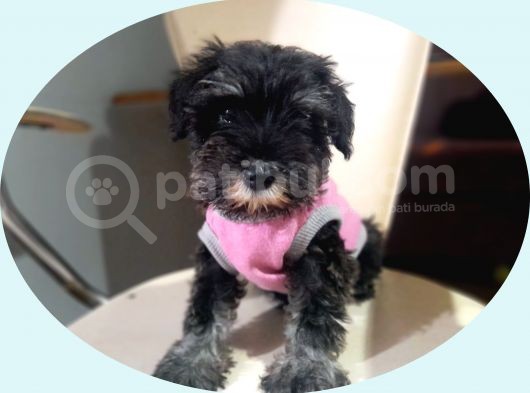 Minyatür Schnauzer Yavrularımız görsel