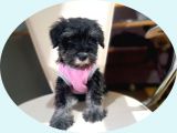 Minyatür Schnauzer Yavrularımız