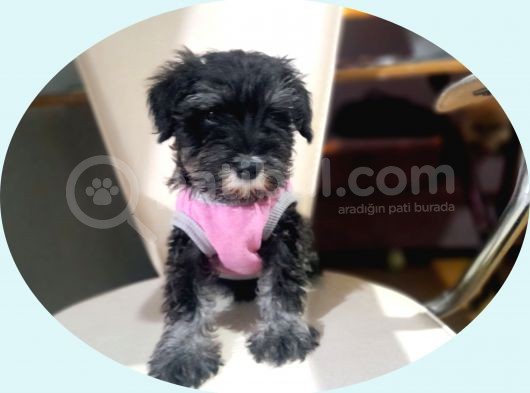 Minyatür Schnauzer Yavrularımız görsel